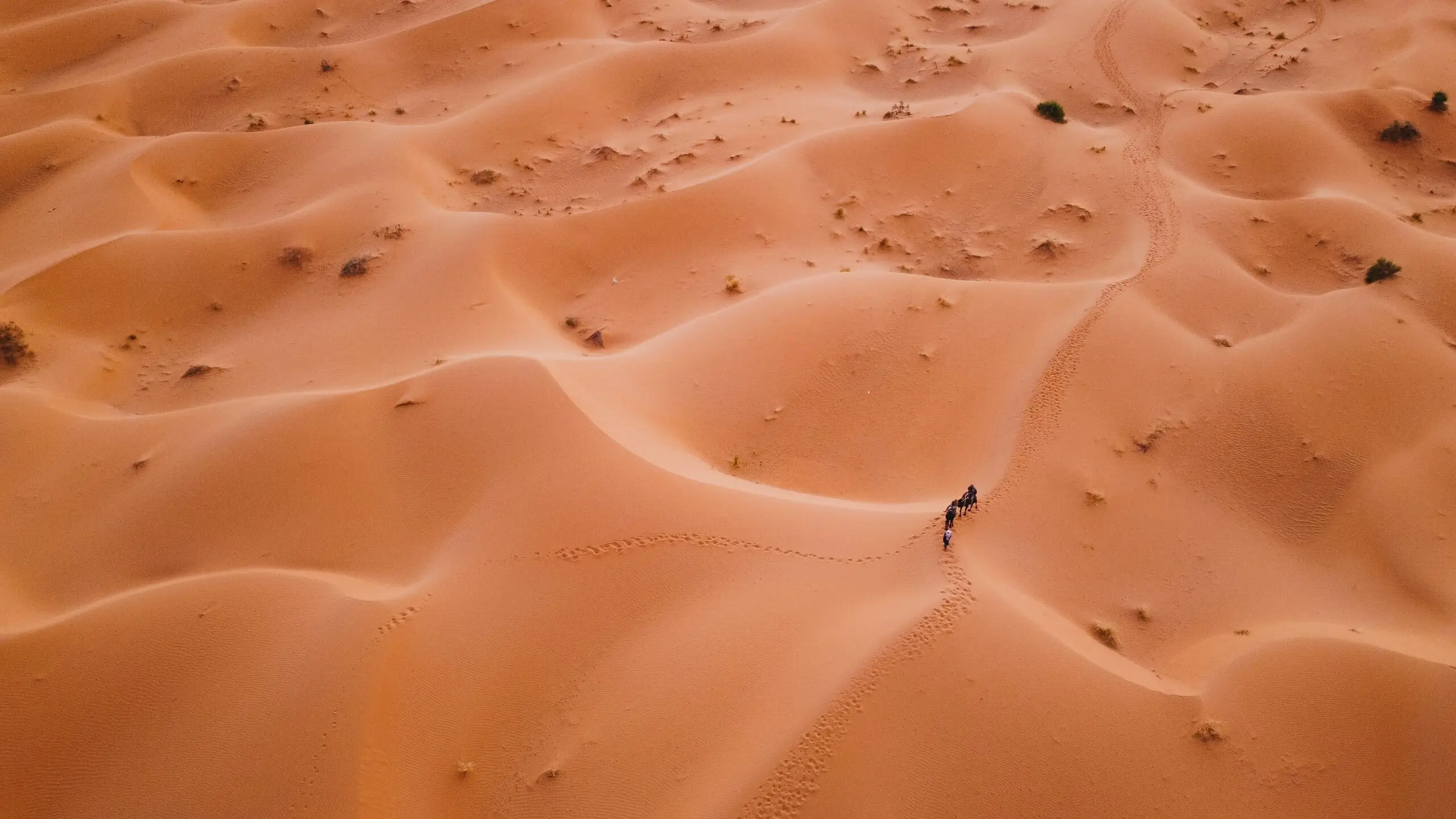 beautiful camel in sahara desert Discover the Wonders on a 4 Days Tour from Marrakech City to Merzouga