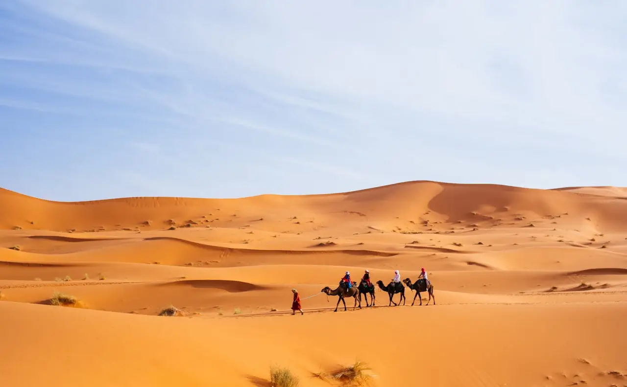 beautiful camel in sahara desert Discover the Wonders on a 4 Days Tour from Marrakech City to Merzouga