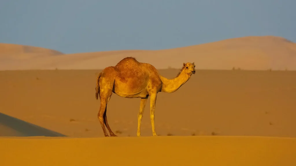 ingle camel walking on Sahara Desert sand dunes in Morocco, symbol of desert travel and adventure