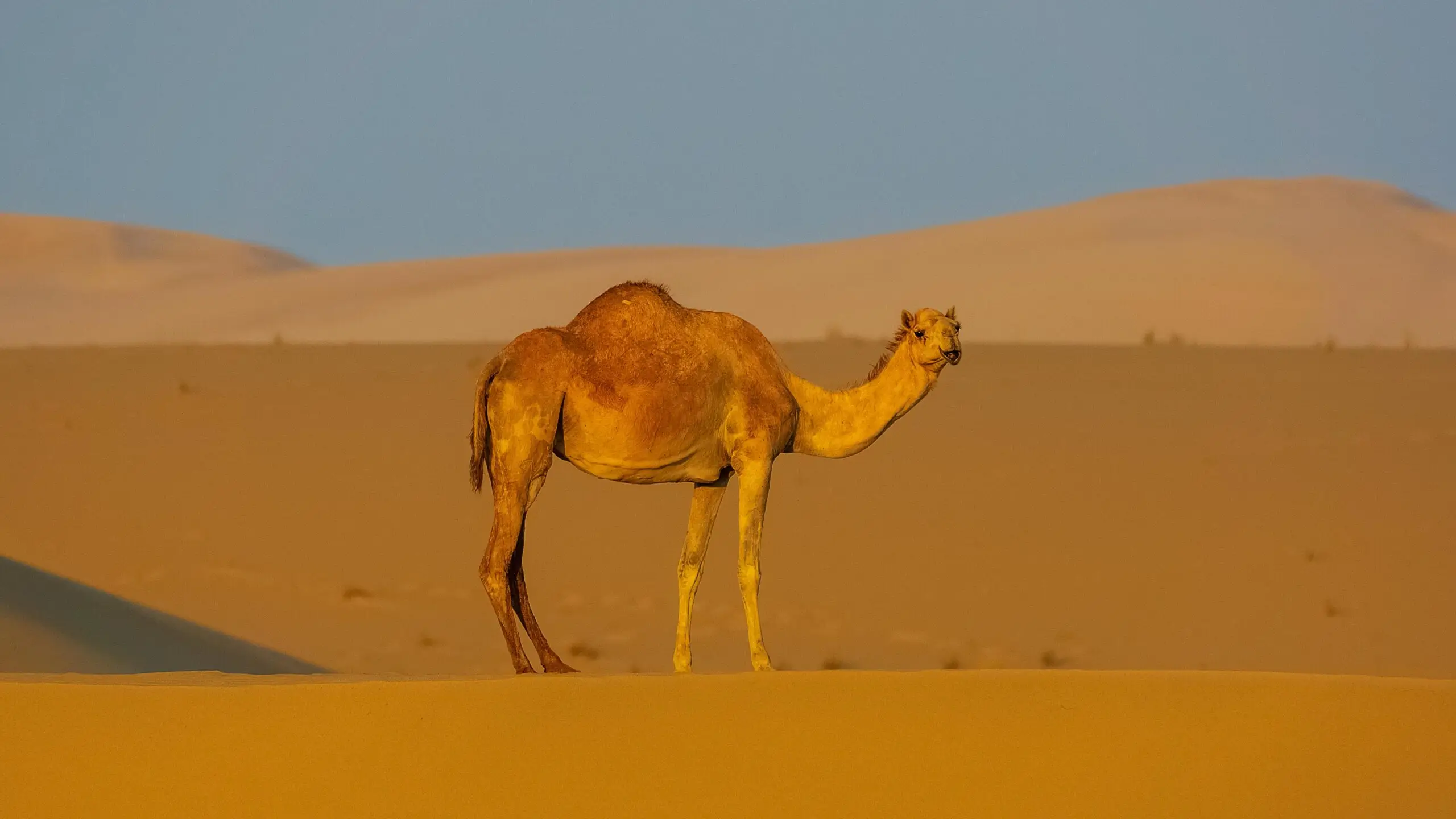 ingle camel walking on Sahara Desert sand dunes in Morocco, symbol of desert travel and adventure
