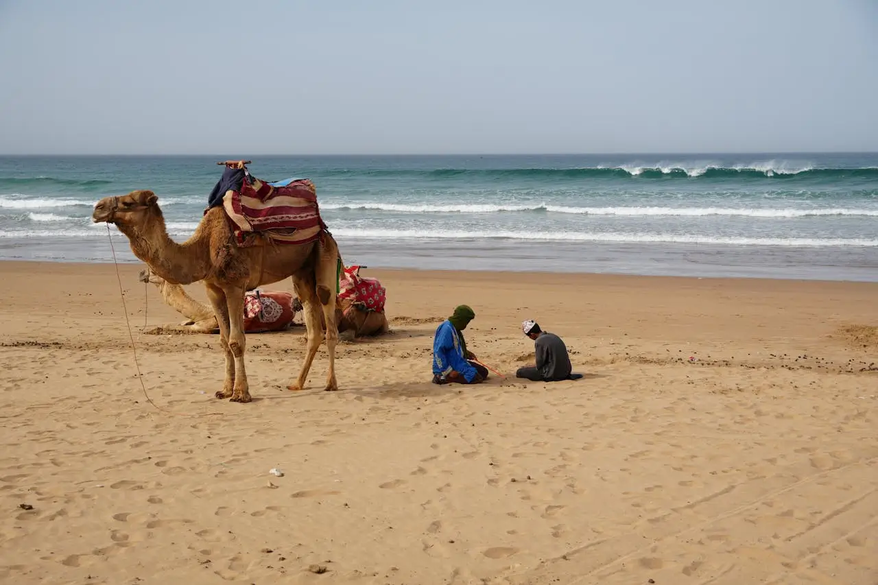Camels and people on sandy beach