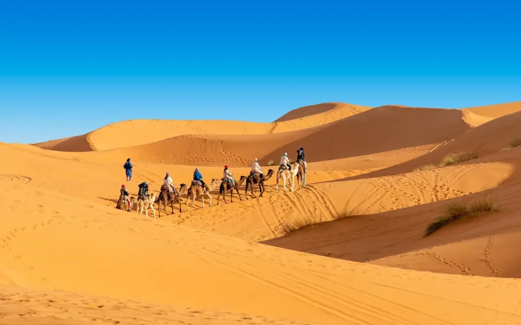 Camel caravan with tourists riding across golden sand dunes in the Moroccan Sahara Desert under a clear blue sky.