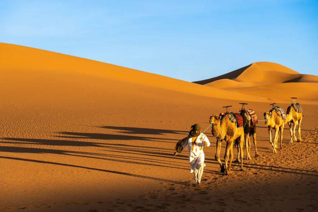 A man in traditional Moroccan clothing leads a caravan of camels across golden sand dunes in the Sahara Desert