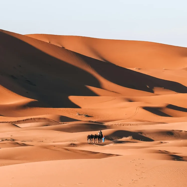 Camels walking on sand dunes.